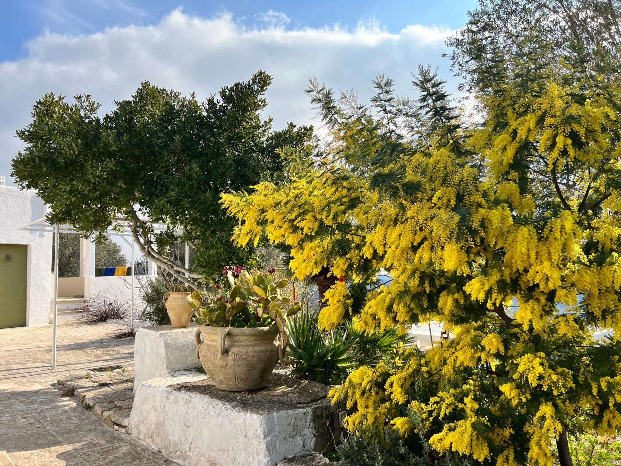 Syconium Trullo And Lamia Gea Charme And History Hotel Ostuni Bagian luar foto